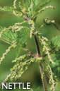 Nettle flower essence