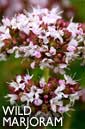 Wild marjoram flower essence